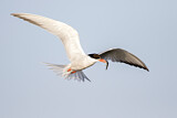 Image. Common Tern