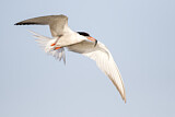 Image. Common Tern