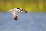 Image. Common Tern