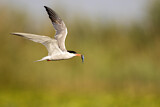 Image. Common Tern