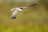 Image. Common Tern