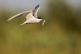 Image. Common Tern
