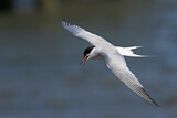 Image. Common Tern