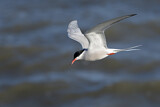 Image. Common Tern