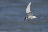 Image. Common Tern