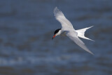 Image. Common Tern
