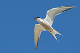 Image. Common Tern