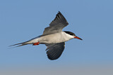 Image. Common Tern