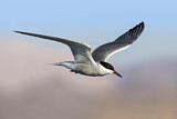 Image. Common Tern