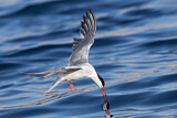 Image. Common Tern