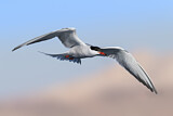 Image. Common Tern