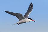 Image. Common Tern