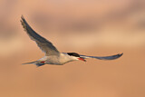 Image. Common Tern