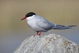 Image. Common Tern