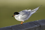 Image. Common Tern