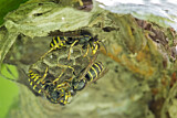 Image. Common Wasp