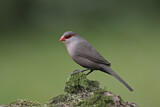 Image. Common Waxbill