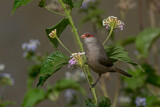 Image. Common Waxbill