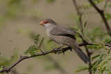 Image. Common Waxbill