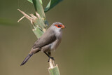 Image. Common Waxbill