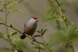Image. Common Waxbill