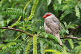 Image. Common Waxbill