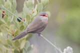Image. Common Waxbill
