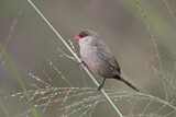 Image. Common Waxbill