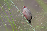 Image. Common Waxbill