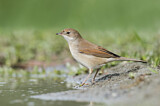 Image. Common Whitethroat