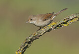Image. Common Whitethroat