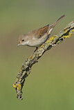 Image. Common Whitethroat