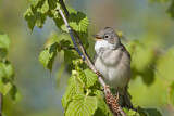 Image. Common Whitethroat
