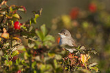Image. Common Whitethroat