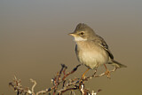 Image. Common Whitethroat