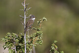 Image. Common Whitethroat