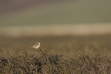 Image. Common Whitethroat