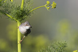 Image. Common Whitethroat