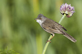 Image. Common Whitethroat