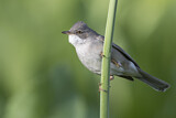 Image. Common Whitethroat