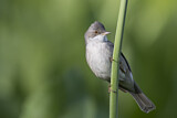 Image. Common Whitethroat
