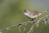 Image. Common Whitethroat