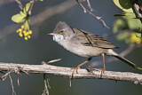Image. Common Whitethroat