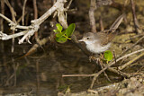 Image. Common Whitethroat