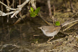 Image. Common Whitethroat