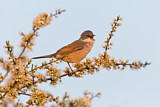Image. Common Whitethroat