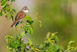 Image. Common Whitethroat