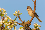 Image. Common Whitethroat