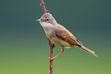 Image. Common Whitethroat