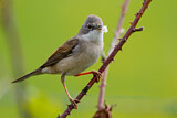 Image. Common Whitethroat